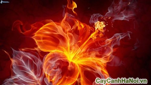 cay-canh-cho-nguoi-menh-hoa-03-500x281 Cây cảnh cho người mệnh hỏa