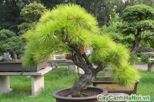 huong-dan-cach-cham-soc-cay-xanh-bonsai-4-500x445 Hướng dẫn chăm sóc cây xanh Bonsai đúng cách
