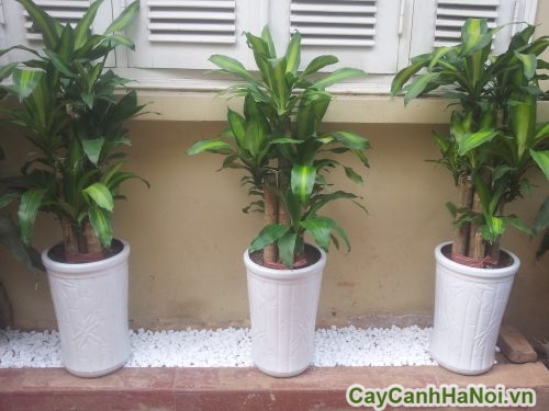 cay-phong-thuy-01-500x375 Cây phong thủy nên trồng trong nhà