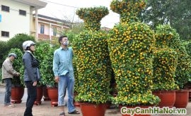 cho thuê cây cảnh