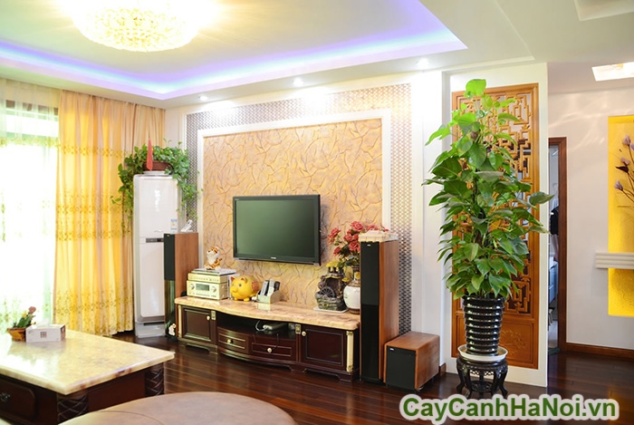 Trang trí cây xanh trong nhà
